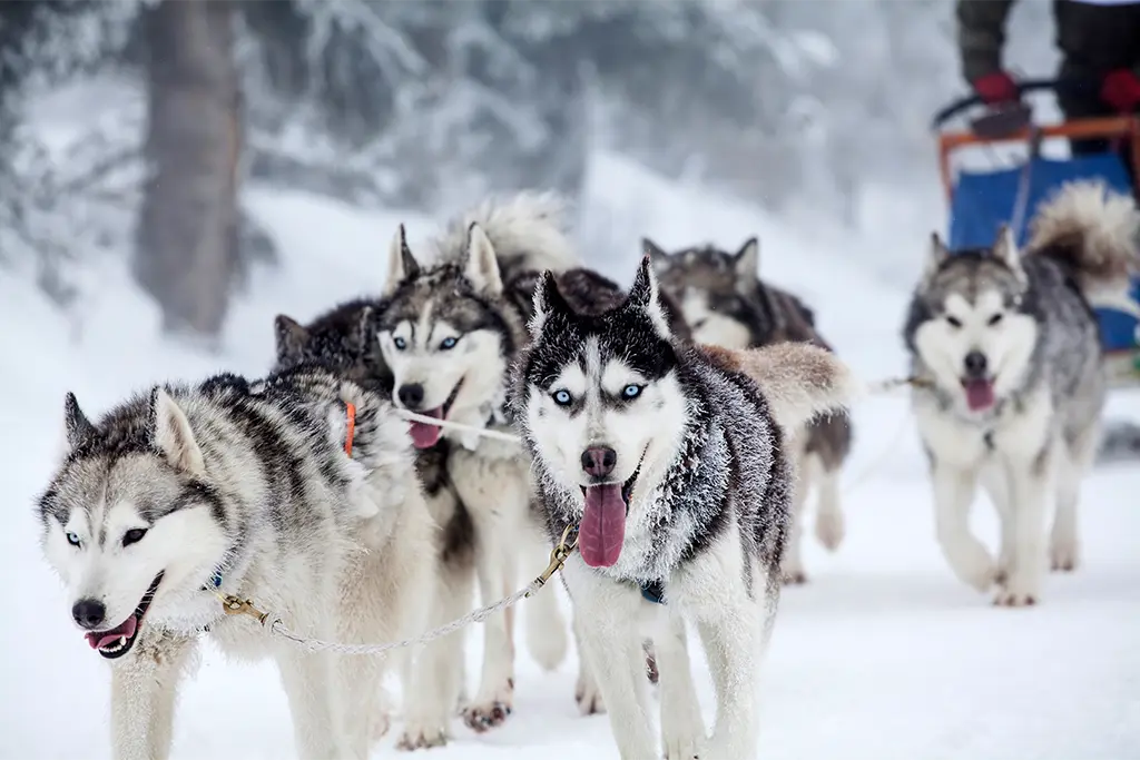 Huskys mit Schlitten im verschneiten Wald, Schlittenhunde Erlebnis als einzigartiges Corporate Winter Event und Teambuilding Adventure mit team projekt