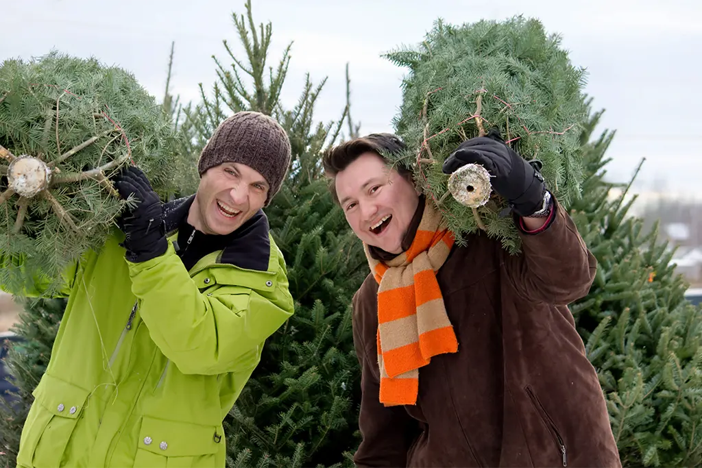 Zwei Männer mit einem Weihnachtsbaum auf dem Rücken welche bei einem Weihnachtsbaumschlagen als Teil einer Firmenweihnachtsfeier geschlagen wurden.